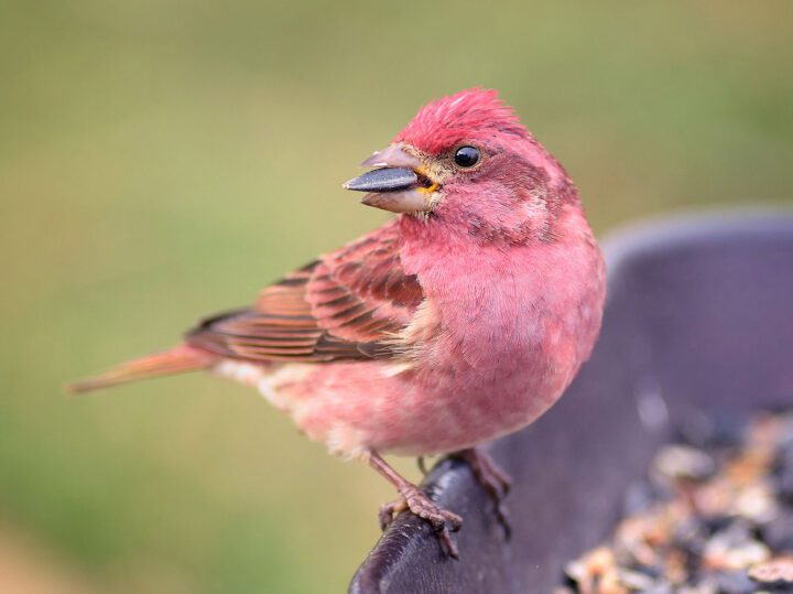 Raspberry colored bird with a sunflower seed in its bill.