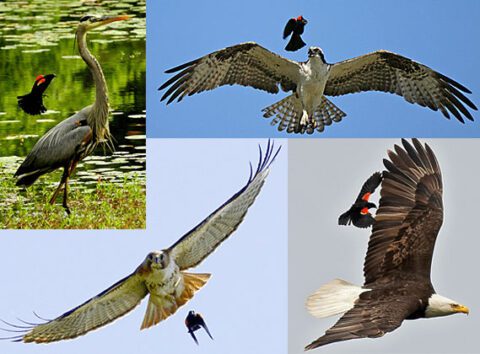 four photos of small birds mobbing larger birds