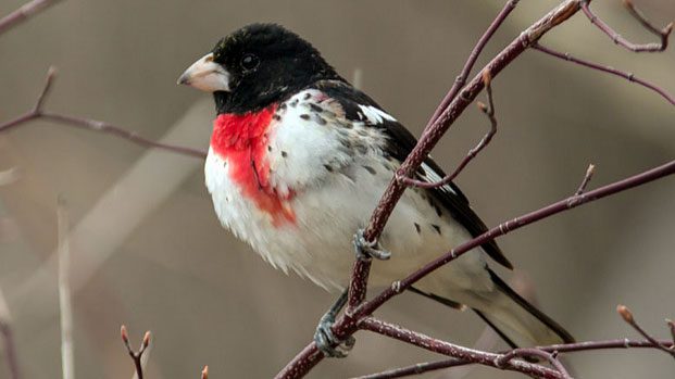 Rose-breasted Grosbeaks are handsome migrants that turn up in eastern and central backyards in the spring. Photo by Sue Bishop via Birdshare.