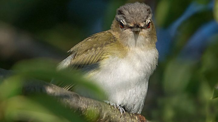 Using the Four Keys to bird identification can help ID birds. Here, a Red-eyed Vireo flashes its characteristic red eyes. Photo by Scott Keys via Birdshare.