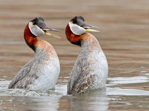 Birds stand upright in the water and paddle together like they are dancing, mirroring each other's image.
