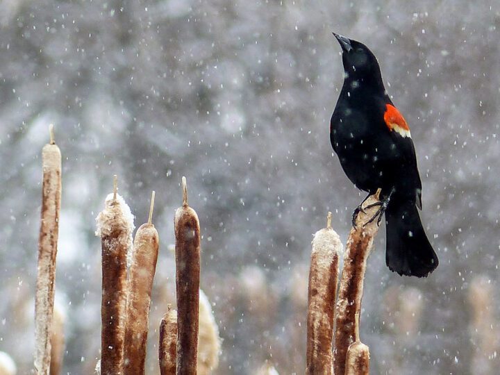 Black bird with a red and yellow shoulder patch stands on a reed in the snow.