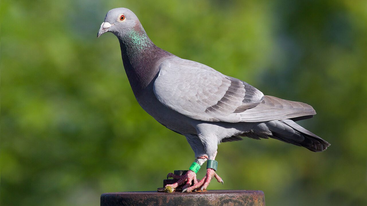 A gray bird stands with a green band on its foot.