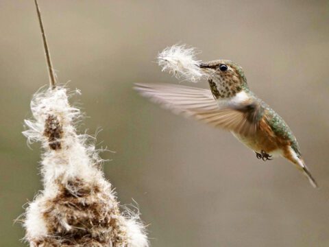 A hummingbird gathers nest material.