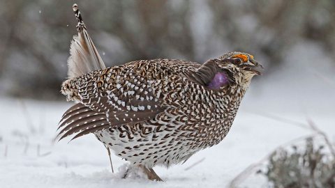 Pronunciation of bird names is often debated. This handsome bird's common name, Sharp-tailed Grouse, is easy to pronounce, but how to you pronounce its Latin name, Tympanuchus phasianellus? Photo by Bryan J. Smith via Birdshare.