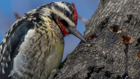 A Yellow-bellied Sapsucker makes its characteristic row of holes in a tree while enjoying the sap. Photo by Bonnie Ott via Birdshare.