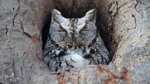 An Eastern Screech-Owl finds a safe place to take a nap. Photo by newfoundlander61 via Birdshare.