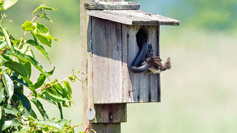 How can I protect the baby birds in a nest from predators including snakes,  cats, and other birds? | All About Birds All About Birds