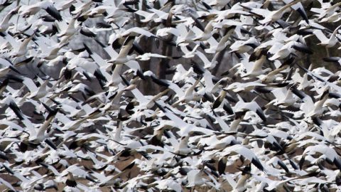 Enormous flocks of Snow Geese form during migration, yet thanks to almost a 6th sense individuals do not collide. Photo by Ray Hennessy via Birdshare.