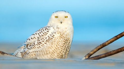 Snowy Owls usually start leaving for their northern breeding grounds in March, though some may linger south as late as June. Photo by Gregory Gard via Birdshare.