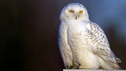 Some species, like Snowy Owls, may wander far out of their usual ranges in search of food. Photo by Brian Kushner via Birdshare.