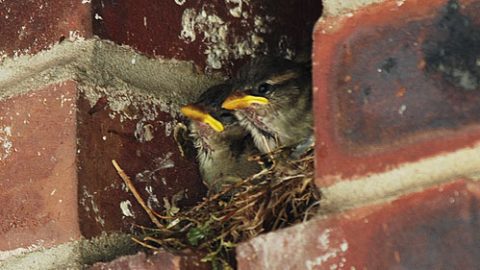 House Sparrow nestlings in their nest tucked into a brick wall. Photo by Billtacular via Birdshare.