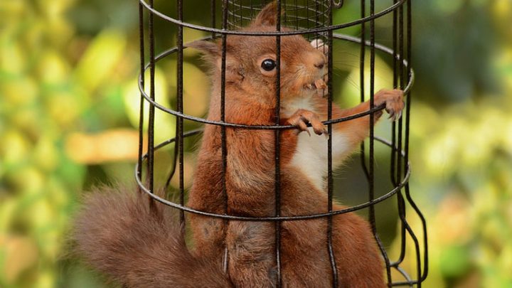 Squirrels have a way of breaching even the most "squirrel-proof" bird feeders. Photo by Christine Cassidy via Birdshare.