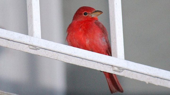You never know what might turn up on an apartment balcony. Here, a Summer Tanager pays a visit to a balcony in Maryland. Photo by Andrew