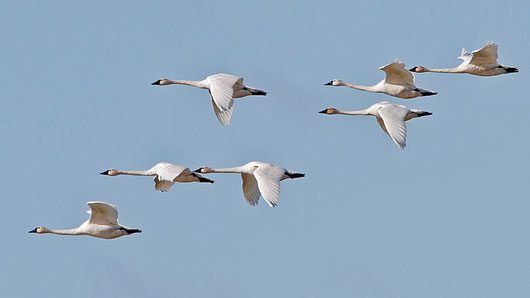 Is it possible I've heard a whole flock of swans migrating overhead late at  night? | All About Birds All About Birds