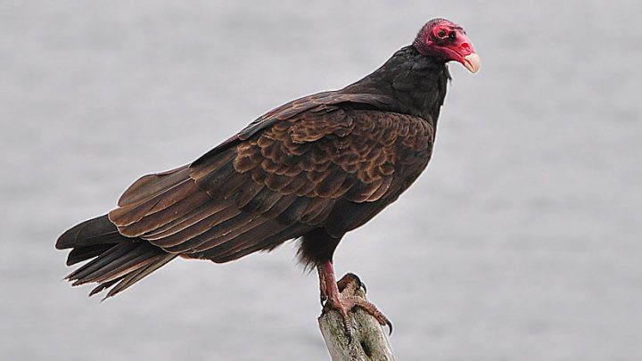 Many birds are beneficial to people. Vultures, like this Turkey Vulture keep our environment clean of carrion. Photo by -jon via Birdshare.