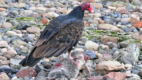 Turkey Vultures use their sense of smell to find carrion. Other vultures, like the Black Vulture, rely upon their vision to find food, often locating carrion by watching where other vultures go. Photo by -jon via Birdshare.