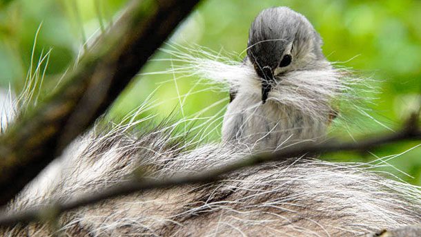 Birds may use lots of different kinds of nesting material. Here a Tufted Titmoue collects fur from a Virginia opossum. Photo by Cherie Bosela via Birdshare.