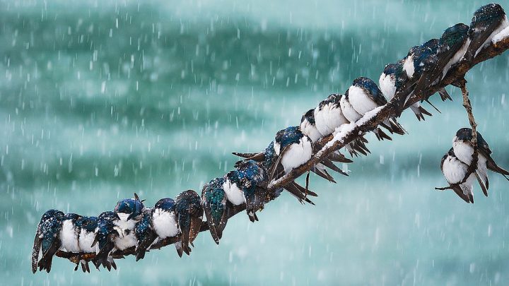 Hanging out with other birds, like the Tree Swallows here, helps protect individuals from predators and also helps conserve warmth. Photo by Keith WIlliams via Birdshare.