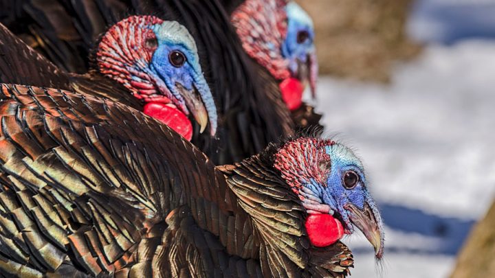 Domesticated turkeys come from the very impressive looking Wild Turkey, native to the Americas. Photo by Miguel de la Bastide via Birdshare.