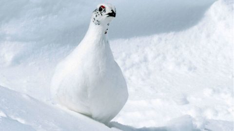 Birds like this White-tailed Ptarmigan have special adaptations to keep their feet protected from the cold. Photo by Bryan J. Smith via Birdshare.