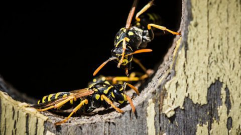Insects like these wasps can take over birdhouses. Photo by Maurice P. via Birdshare.