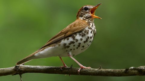 Many people think that the Wood Thrush has the most beautiful song in North America. Photo by Corey Hayes via Birdshare.