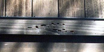 Woodpecker damage due to foraging for carpenter bee larva on cedar trim boards of a house
