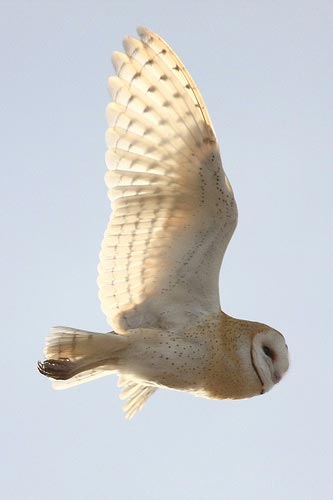 Barn Owl flying with wings spread.