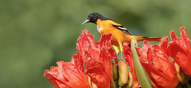 Baltimore Oriole on tropical blossom by Dominik Hofer