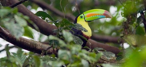 Keel-billed Toucan by king of newts