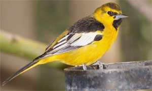 bullock's oriole