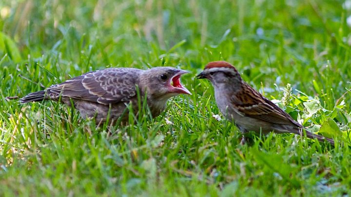 A Chipping Sparrow (right) feeds a fledgling Brown-headed Cowbird. Photo by Mélanie and Kyle Elliott via Birdshare.