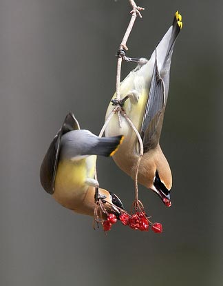 Cedar Waxwings eating berries.