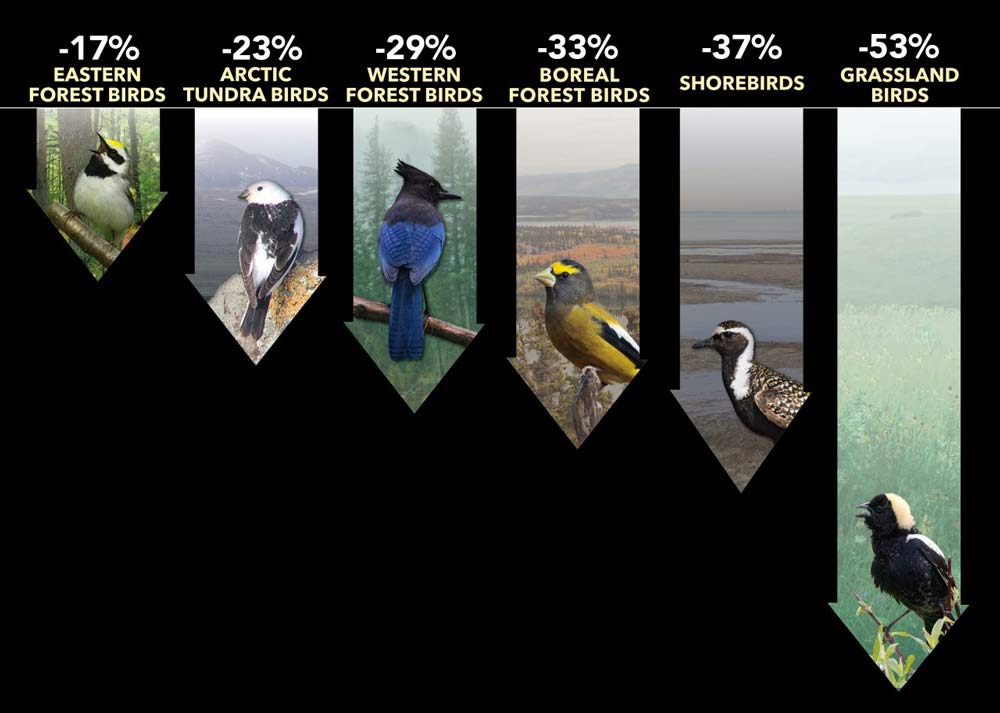 I'm seeing fewer birds in my yard. Is something affecting their