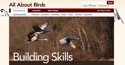 all about birds website