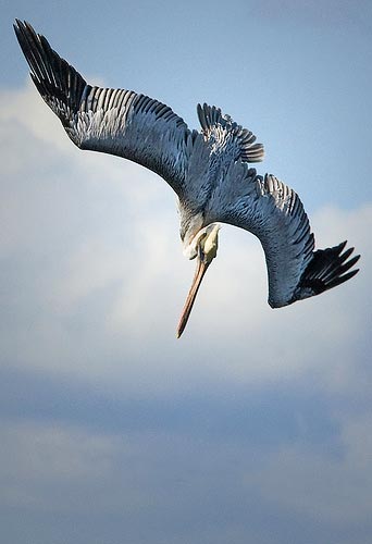 A Brown Pelican diving dramatically.
