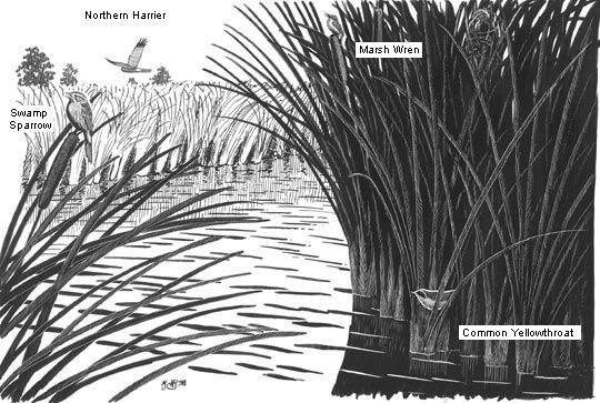 sketch of freshwater marsh habitat and birds