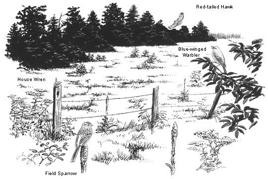 sketch of old field habitat and birds