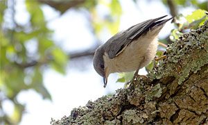 pygmy nuthatch