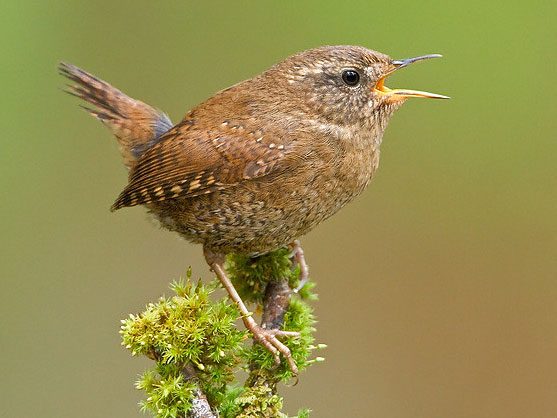 brown bird with upright tail, singing on a mossy perch.