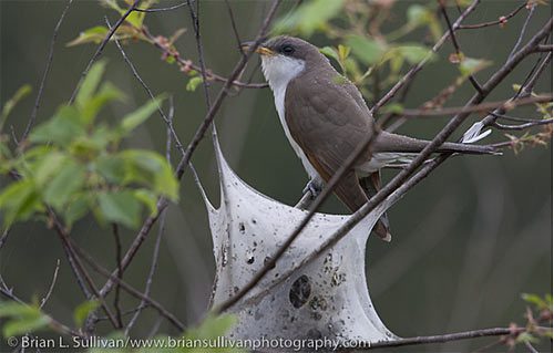 jersey birds