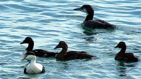 Common Eiders and Common Loon