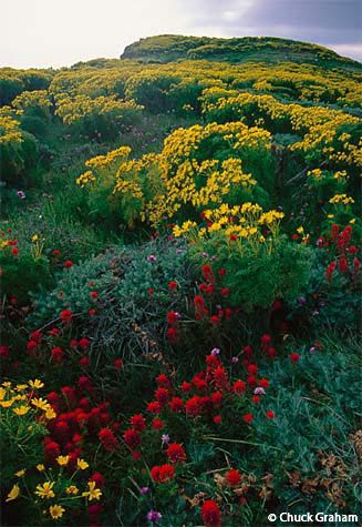 Spring flowers on Anacapa Island. Channel Islands National Park is a California treasure.