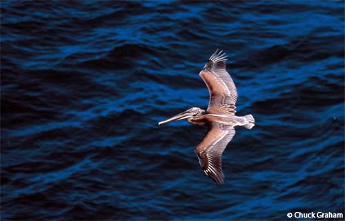 Anacapa Island is home to the largest breeding colony of Brown Pelicans in the western U.S.