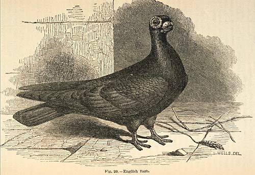 Darwin wrote "I do not hesitate to affirm that some domestic races of the rock-pigeon differ fully as much from each other in external characters as do the most distinctive natural genera."
