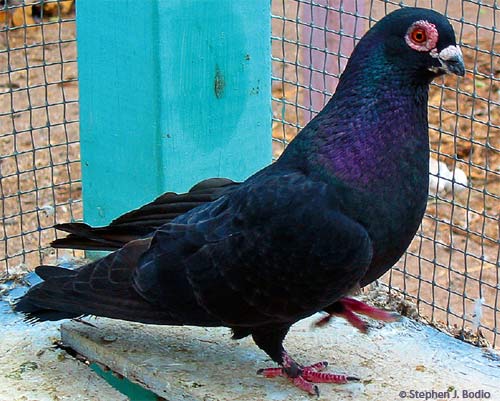 Modern varieties of pigeons still look virtually identical to their nineteenth-century counterparts (previous photo).