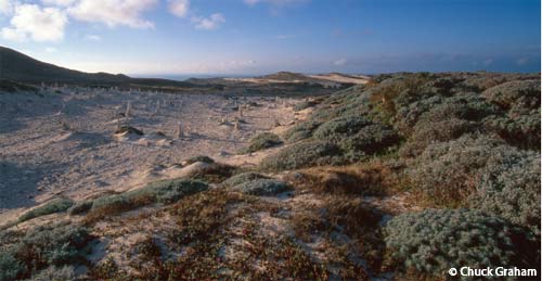 A petrified forest rises from sands where pygmy mammoths once roamed on San Miguel Island.