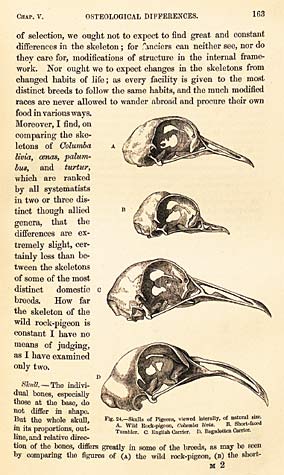 By studying bone and skull structure, Darwin studied how much the different pigeon breeds varied.