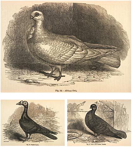 Three pigeon breeds from Darwin's time: the African owl, English carrier, and short-faced tumbler.